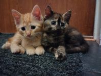 kattunge