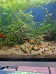 Platy