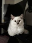 renrasig ragdoll kattunge