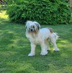 Chinese crested powder puff