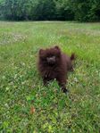 Pomeranian valp 