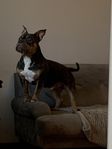 American Bully Pocket 