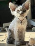 Selkirk Rex hona med stamtavla 