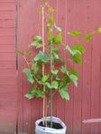 Vindruvsträd (vinranka). Ekologisk. 4 år gammal. 100 cm.