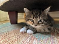 Leveransklar kattflicka