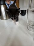 Fina busiga lurviga kattungar 