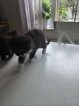 Fina busiga lurviga kattungar 