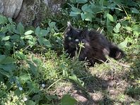 blandning norsk skogskatt maincoon och bondkatt