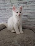 Maine coon kattunge 