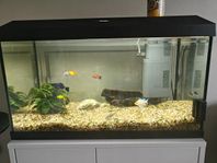 juwel primo 60 2.0 med fiskar