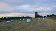Årets hösilage