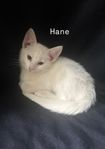 Leveransklar kattunge