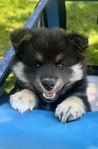 Leveransklar Finsk lapphundsvalp 