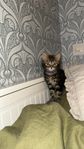 kattunge 