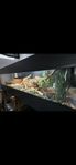 Terrarium 200x60x60 