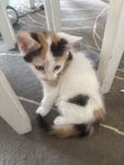 katt unge 