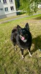 Blacky, en 3 år gammal hund letar efter sitt för-alltid-he
