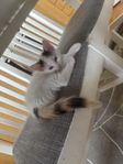 katt