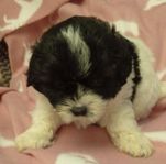Chipoo blandisar