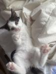 katt unge