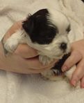 Chipoo blandisar