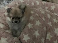 Mittelspitz / Tysk Spets.  Kennel: CROWN DOGS SWEDEN