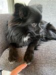 Dvärgspets/Pomchi 
