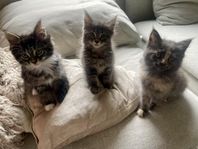 Kattungar Ragdoll/Maine coon
