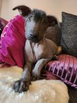 Xoloitzcuintle Standard tik Valp