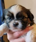 Shih tzu valpar
