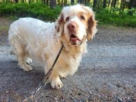 clumber spaniel valpar