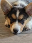 welsch corgi cardigan