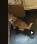 2 söta röda pojkar till salu 