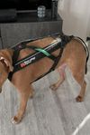 Hundsele Freemotion harness Non-Stop Dogwear