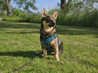 Västgötaspets