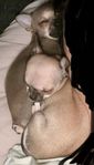 Chihuahua valpar 2st tikar (teacup)