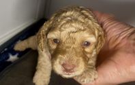 Mini Australian Labradoodle tik i rött