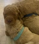 Mini Australian Labradoodle tik i rött
