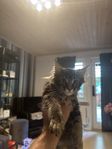 Maine coon med stamtavla och hälsotestade föräldrar