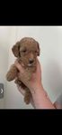 Mix cockerpoo valpar