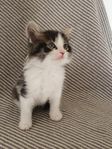 Kattungar 