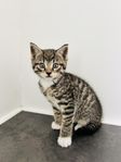 Kattungar 