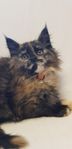 Underbart tillgiven och fin Maine Coon kattunge