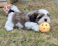 Shih-tzu hanvalp. SKK-reg. Flyttklar 9/7. 