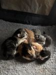 Kattungar