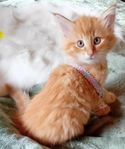 renrasig katt 