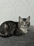 katt