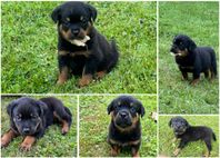rottweiler valpar