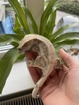 Ögonfransgecko och terrarium 