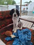 Engelsk springer spaniel valp